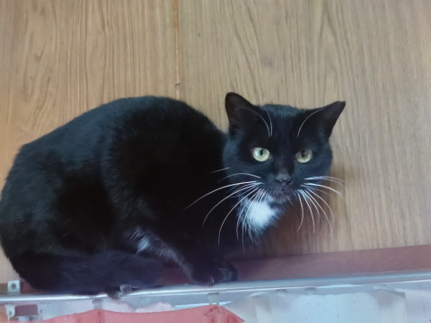 スリスリスリムな黒白さん