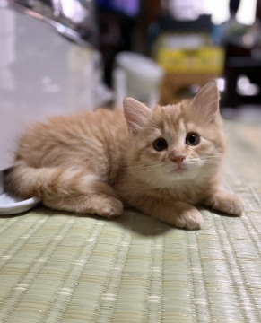 茶トラ長毛仔猫ちゃん