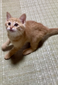 茶トラ短毛仔猫ちゃん