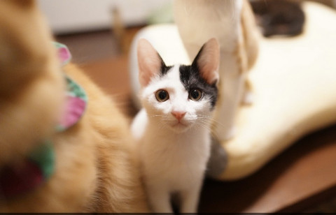 美男子の白黒猫おこげくん