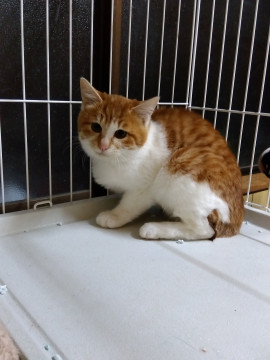おっとり可愛らしい茶白の男の子