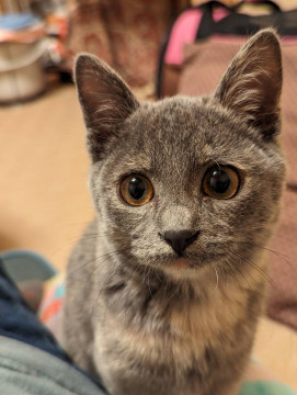 甘えん坊なパステルサビちゃん