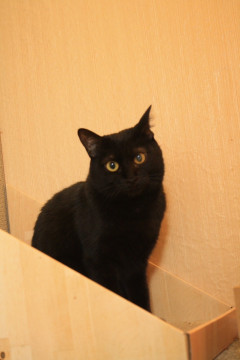 ナデナデ大好き❤️お返事いとちゃん