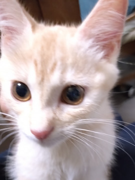 パステル茶トラの男子(=^・^=)