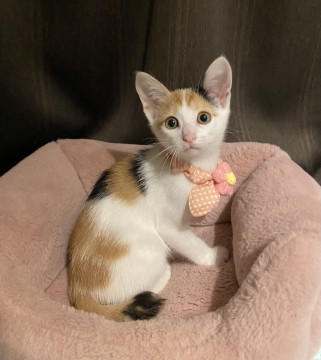 天真爛漫で、綺麗な模様の三毛猫さん