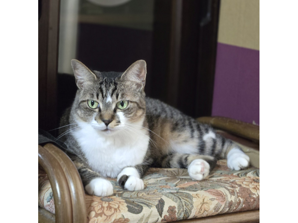 甘えん坊のキジシロさん