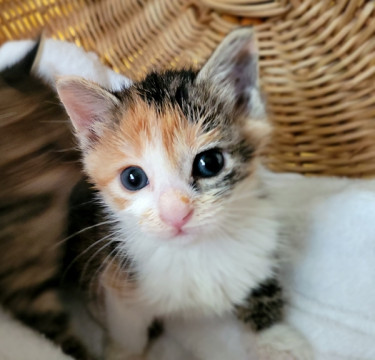 おてんばで可愛い三毛猫ちゃん