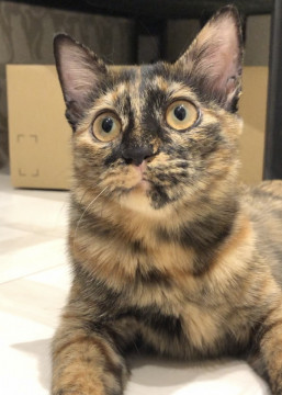 お転婆で甘えん坊のサビ猫ちゃん