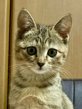人懐っこい、肩乗りにゃんこ