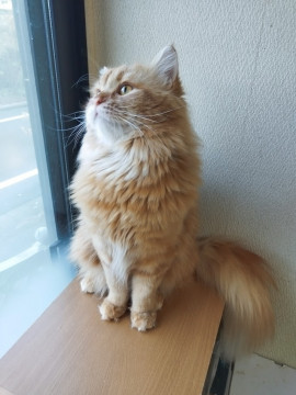 マンチカンミヌエット、足長・長毛 1歳半