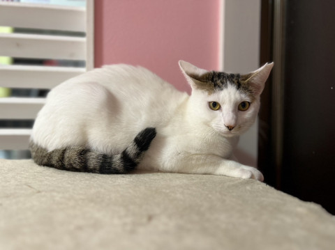 猫には甘えん坊の猫垂らし♡うめこ