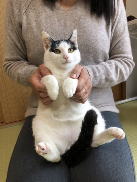 甘えんぼさんな白黒ちゃん