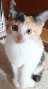 可愛すぎる小さな三毛猫ちゃん