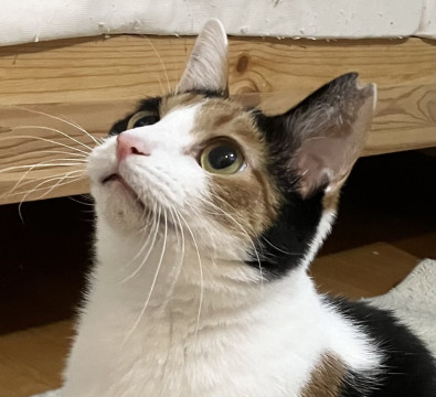 美人な三毛 ミーナちゃん1歳