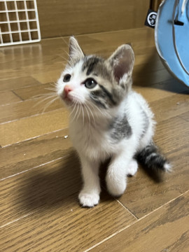 ご飯が大好きな甘えん坊 にらちゃん