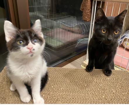 人が大好き!甘えん坊な黒猫!