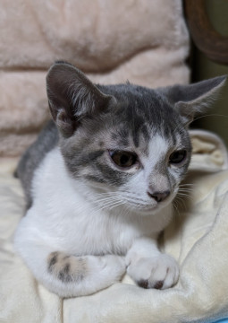 大人しいサバシロ君