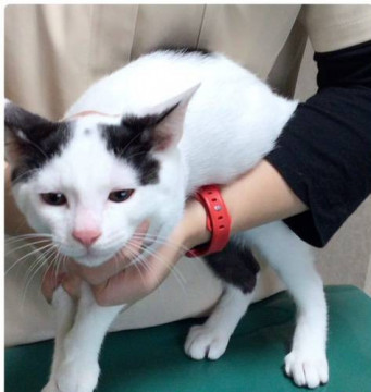 美男子白黒くん