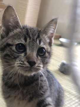 可愛くて元気な子猫ちゃん