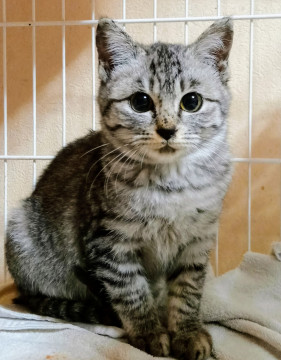 グレーキジ❣️子猫2.5ヵ月❣️女の子
