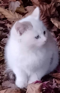 かわいいシロちゃん❣️