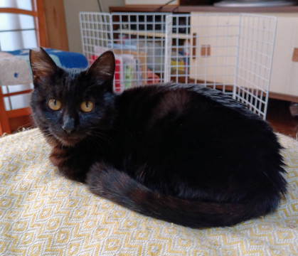 黒猫の元気なおんなの子