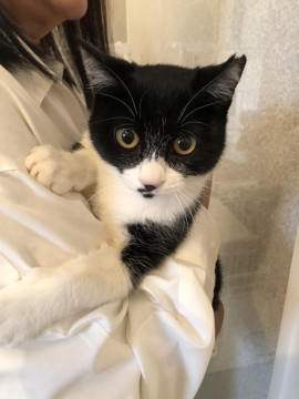 甘えん坊になったぶち猫ちゃん