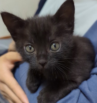 フレンドリーな可愛い黒猫男子⭐️