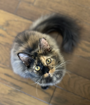 美人すぎるロングのサビちゃん