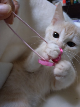 パステル茶トラの男子②(=^・^=)
