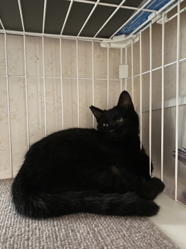 福を呼ぶ黒猫4ヶ月