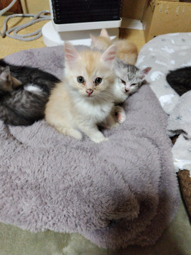 ハロウィン生まれの子猫達