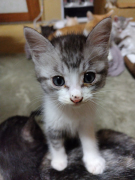 ハロウィン生まれの子猫達