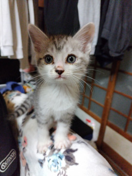 ハロウィン生まれの子猫達