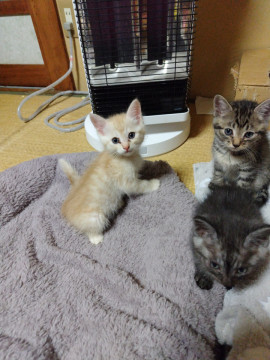 ハロウィン生まれの子猫達