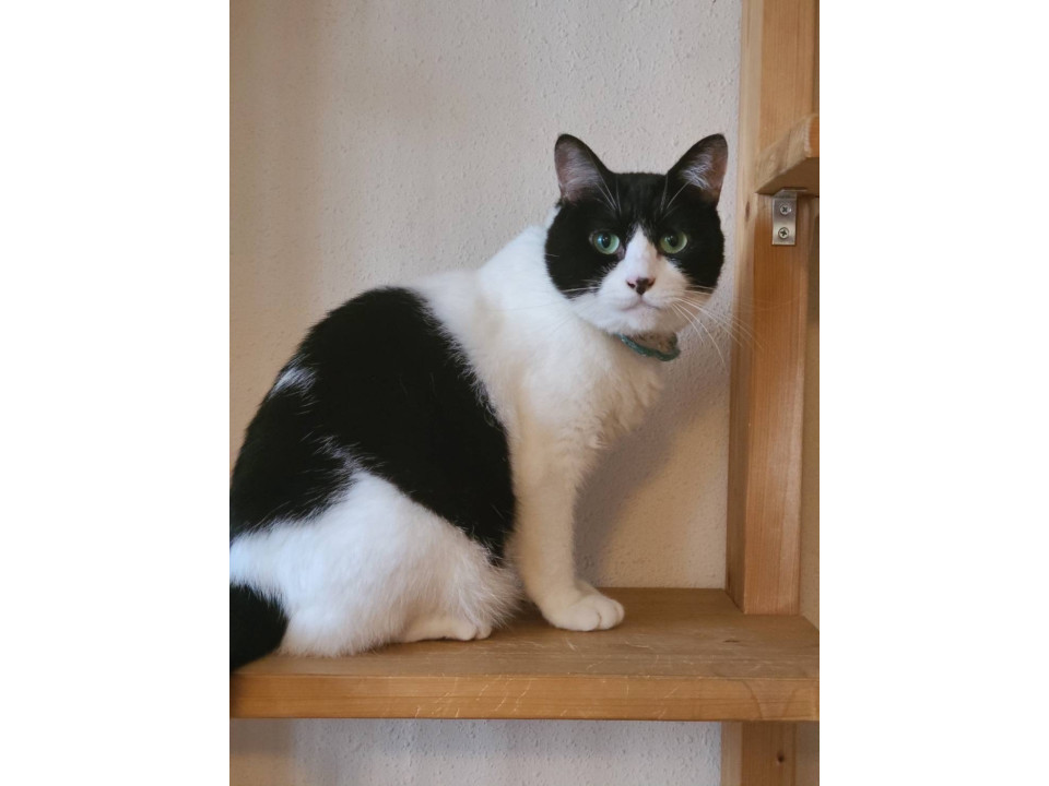 美しい瞳のママ猫 アクア♀