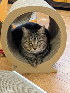 人馴れ修行中! ママ猫 ふづき♀