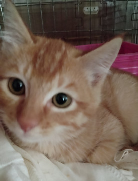 かわいい茶トラの子猫です