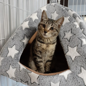 寒い外で震えながら身を寄せ合ってきた子猫