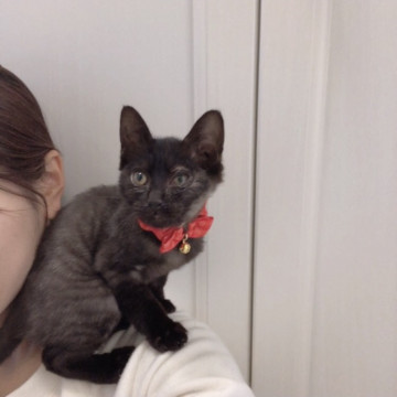 肩乗り子猫❣️甘えんぼ黒猫ちゃん❣️
