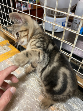 美アメショー風のイケメン君
