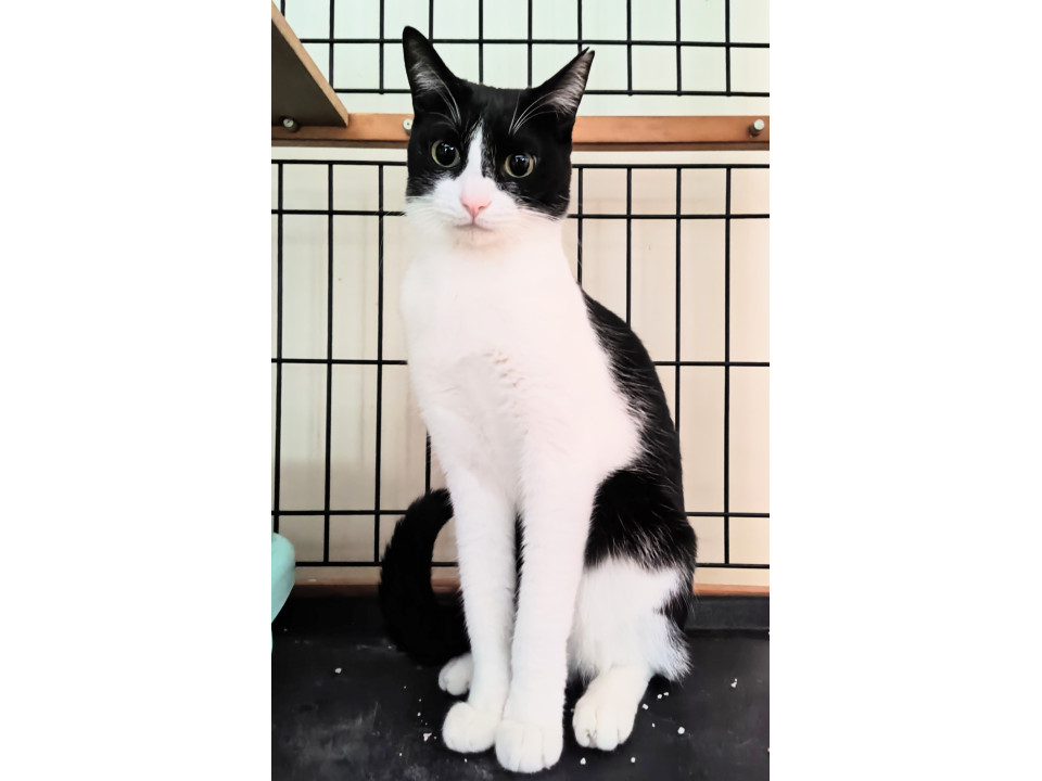 黒白はちわれピンクのお鼻　マコちゃん！