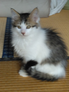 長毛の可愛い男の子