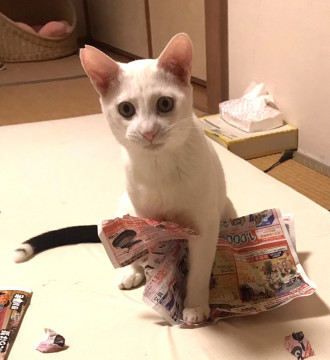 ご機嫌な白猫ドンちゃん ・オス・シッポ黒