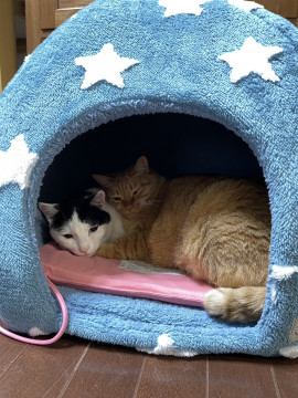 飼い主が入院のため急募。珍しい茶トラ雌