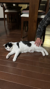 飼い主が入院のため急募!