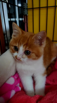 モコモコ茶白の小さい男の子