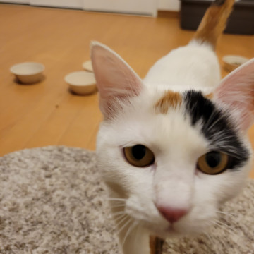 スペシャル甘えん坊ミケちゃん