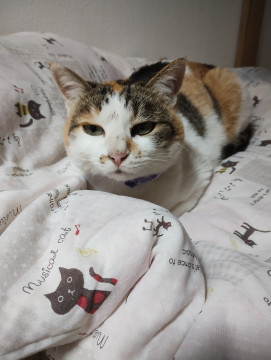 ♥ゴロゴロの三毛猫さん♥