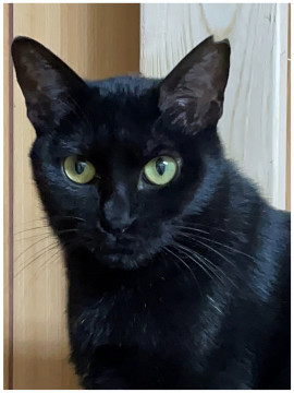 人慣れ訓練生の美人な黒猫ちゃん！